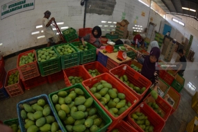 Pekerja menyortir buah mangga arum manis di perkebunan PT Trigatra Rajasa, Desa Lamongan, Arjasa, Situbondo, Jawa Timur, Senin (5/11/2018). Perkebunan tersebut mampu memproduksi buah mangga yang dipasarkan ke sejumlah kota di Jawa dan di ekspor ke Malaysia serta Tiongkok . 