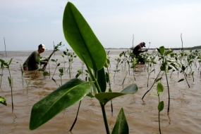 Sejumlah warga menanam bibit mangrove di Kecamatan Tamalanrea, Makassar, Sulawesi Selatan, Sabtu (23/3/2019).  Foto: Antara/Arnas Padda