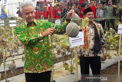 Gubernur Jateng Ganjar Pranowo (kiri) dan Dirjen Hortikultura Kementar Suwandi (kiri) panen melon di kawasan Soropadan Agro Expo di Soropadan, Temanggung