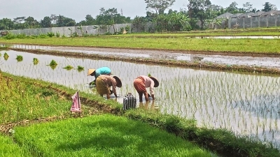 Pakar: Kesuksesan Sektor Pertanian, SDM Harus Mendukung
