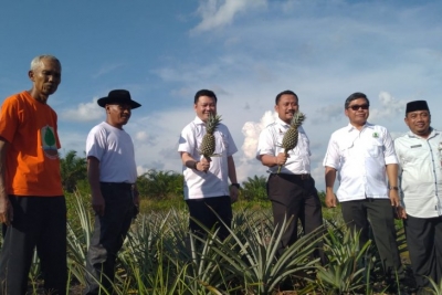 Kepala BRG Nazir Foead panen nanas di Kabupaten Kampar, Riau, beberapa waktu lalu. Nanas tersebut merupakan hasil budi daya yang dilakukan di hamparan gambut bekas terbakar. (ANTARA/Anggi Romadhoni)