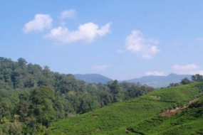 Kebun Teh Nirmala, salah satu destinasi wisata yang ada di kawasan konservasi alam Taman Nasional Gunung Halimun Salak (TNGHS), Kecamatan Nanggung Kabupaten Bogor, Jawa Barat. 