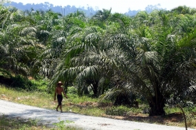 Indonesia Bidik Pasar Sawit selain Uni Eropa