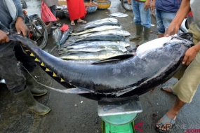 Nelayan menimbang ikan tuna kualitas ekspor di Pelabuhan Perikanan Samudera Lampulo, Banda Aceh, Sabtu (19/1/2019). Kementerian Kelautan dan Perikanan pada 2019 akan melakukan strategi peningkatan nilai ekspor perikanan dengan menerapkan standar kualitas ekspor ikan dalam negeri, juga dengan menghilangkan biaya ekspor negara tujuan guna mencapai target nilai ekspor sebesar 5,5 miliar dolar AS atau meningkat sekitar 10 persen dari capaian tahun 2018 sebesar 5 miliar dolar AS