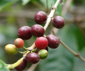 Petani Lebak Diminta Tingkatkan Produksi Kopi