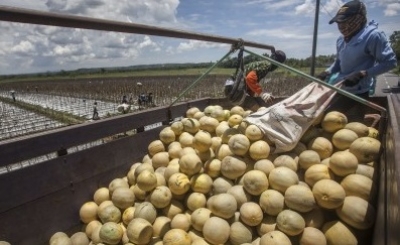 Indonesia Waspadai Melon Australia Karena Dinilai Berbahaya