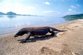 Kemen PUPR Bantu Kapal Pengangkut Air Wisata Komodo