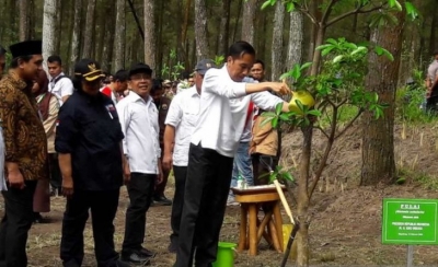 Presiden Joko Widodo menanam pohon pulai di kawasan Jurang Jero Taman Nasional Gunung Merapi. ANTARA/Heru Suyitno