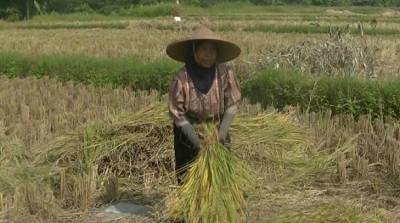 Petani di Kota Sukabumi, Jawa Barat tengah memanen padi. (Megapolitan.Antaranews.Com/Foto: Aditya AR/Dok).