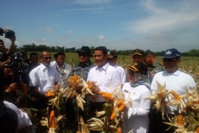 Kementerian Pertanian Targetkan Ekspor 500 Ribu Ton Jagung Tahun Ini