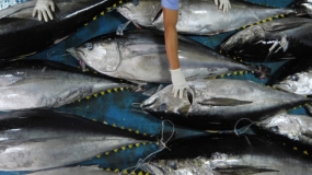 Proposal Indonesia Terkait Labeling Tuna Disetujui ASEAN