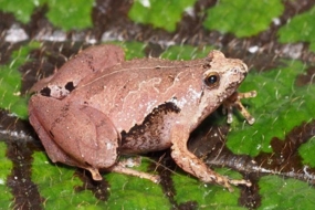 Jenis Katak Baru ditemukan di Indonesia