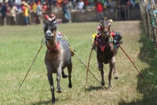 PAMEKASAN,6/4-KARAPAN KAMBING. Dua ekor kambing beradu cepat pada karapan kambing, di Desa Sentol, Pamekasan, Madura, Jatim, Minggu (4/6). Sekitar 300 ekor kambing dari berbagai derah di Madura diikutkan dalam lomba balap yang memperebutkn hadiah utama sebuah sepeda motor itu. 