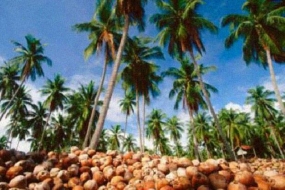 インドネシアのココナッツと木炭加工製品はインドとマレーシアで売れ行きが良い