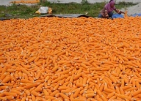中央スラウェシ州は、国家のトウモロコシ穀倉地帯になることを目指す