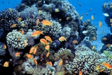 インドネシアは、世界のサンゴ礁保護の重要性を強調