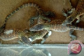 Surabaya動物園のKomodoの数が３匹の親から11匹増えた