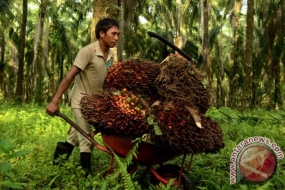 インドネシアのヤシ農家が土地の問題から価格の問題まで議論するために会合した