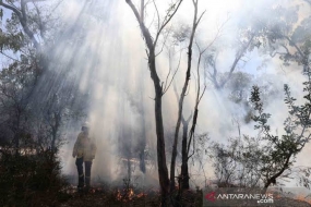 オーストラリアの火事がフレーザー島の世界遺産への定住を脅かす