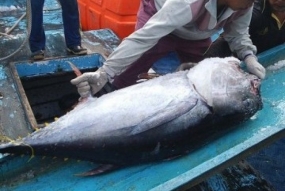 Ikan tuna, salah satu andalan ekspor hasil laut Indonesia.