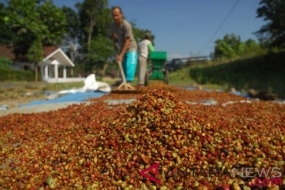 Lampungの農家は20トンのコーヒーを輸出する