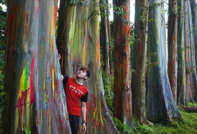 東ジャワ州のボンドウォソの/魅力的なPELANGI（虹の森）