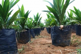 人民油棕复兴计划（PSR）的棕榈苗