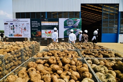 佐科总统8月19日残参观在东爪哇，Madiun的魔芋加工厂