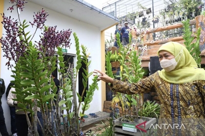 东爪哇省省长 Khofifah Indar Parawans在东爪哇玛琅县看到一种兰花