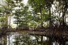 东盟生物多样性中心在报告中强调东盟红树林保护正面临气候变化的威胁