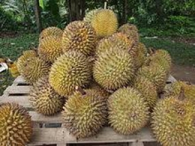 Miles de turistas locales y extranjeros celebran el festival durian de Bintan