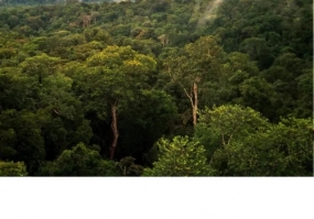 Colombia perdió 42.600 hectáreas de selva amazónica en primer semestre de este año