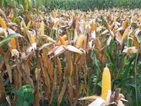 Los observadores de la Economía Política de la Agricultura, Universidad de Trilogi, Muhamad Karim, evaluaron que los resultados de la producción local de maíz pueden usarse para las necesidades de consumo.