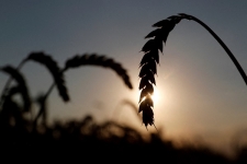Ucrania acusa a Rusia de robar grano durante la guerra